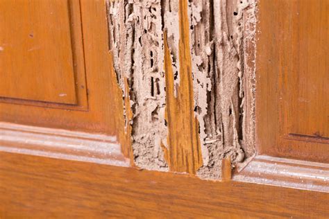 Are There Termites In Your Home 7 Signs Of Termites To Look Out For
