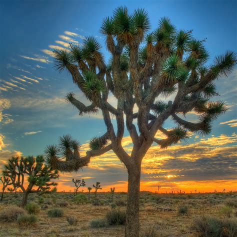 Top Wow Spots Of Joshua Tree National Park Sunset Magazine