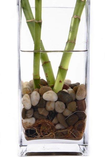 Check spelling or type a new query. Lucky Bamboo Plant Care: How To Keep A Lucky Bamboo From ...