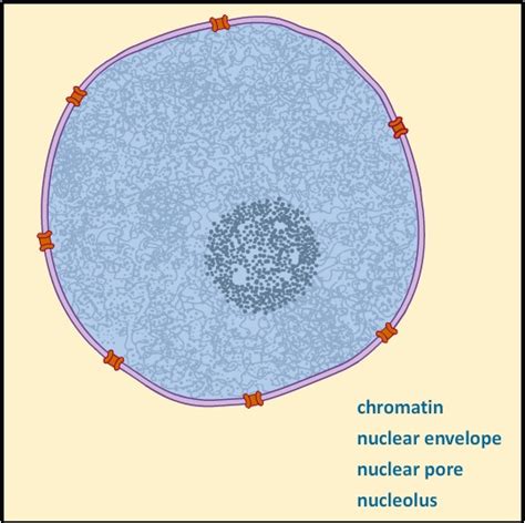 Cell Component Nucleus