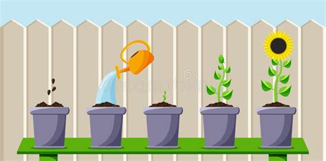 Cartoon Process Of Planting And Growing The Flower Stock Vector