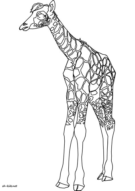 Coloriage Girafe Page 2 Of 2 Oh Kids Fr