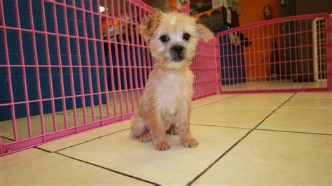 (i believe that is very important for yorkies) i guarantee all my yorkie babies happy and healthy. Hypoallergenic Yorkie Tzu Puppies for sale in Georgia at ...
