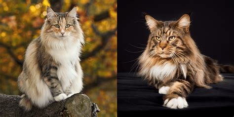 Differences Between Maine Coon Cats And Norwegian Forest Cats