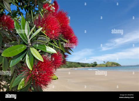 Red Pohutukawa High Resolution Stock Photography And Images Alamy