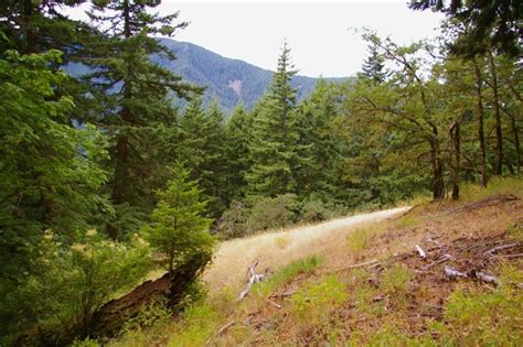 Casey Creek Loop Hike Hiking In Portland Oregon And Washington