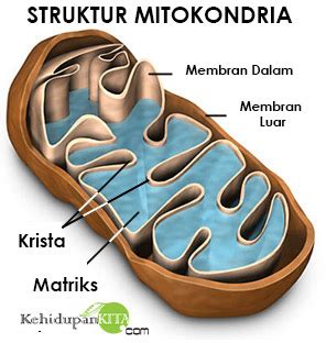 Fungsi mitokondria adalah dalam penyediaan energi aktivitas sel. Fungsi dan Struktur Mitokondria, Mikrotubulus ...