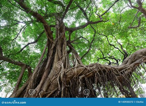 Aerial Prop Roots Of Banyan Tree Stock Image 140941201