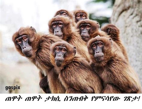 40 very funny photoshopped animal pictures and images. Funny Ethiopian Amharic Jokes አስቂኝ የአማርኛ ቀልዶች ቀልድ: ጠዋት ጠዋት
