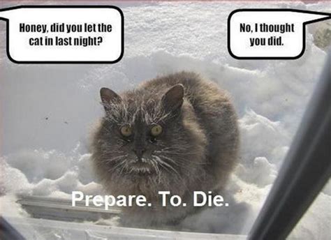 Cat Frozen Funny Ehehehe Funny Cat Pictures Funny Animal