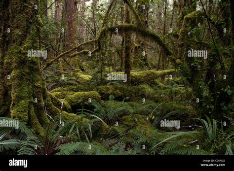 Moss In New Zealand Mountain Rainforest In Fjordland Nationalpark At