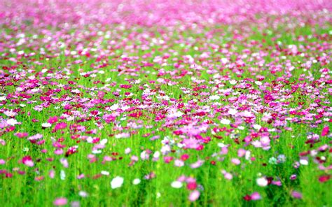 4k Flowers Field Wallpapers High Quality Download Free