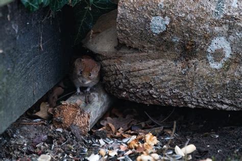 To discourage rats from turning your house into their home, there are some things you should regularly do. How to Keep Rats Away from Your House in Mount Holly, NJ ...