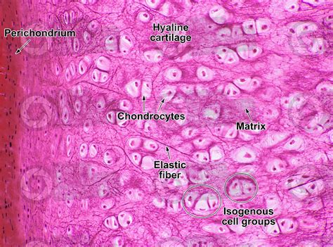 Mammal Hyaline Cartilage Transverse Section X Hyaline Cartilage The
