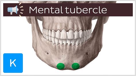 Mental Tubercle Anatomical Terms Pronunciation By Kenhub Youtube