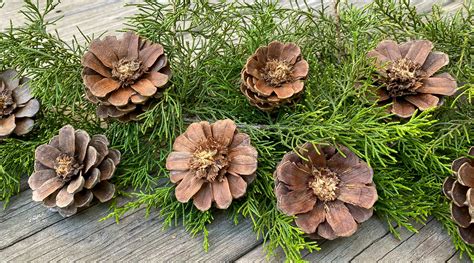 Diy Pinecone Flowers South Lumina Style