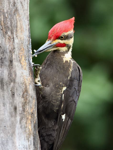Can You Kill A Pileated Woodpecker Dowta