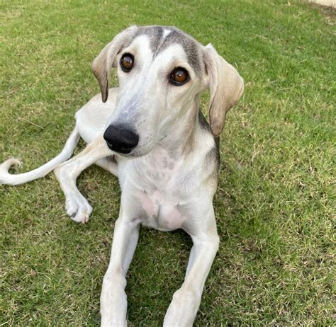 beach saluki pups project galgo adoption and fostering