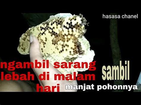 Hari terakhir ikut kerja bersama majikan belajar masak sama siapa. Ngambil sarang lebah di malam hari langsung di masak - YouTube