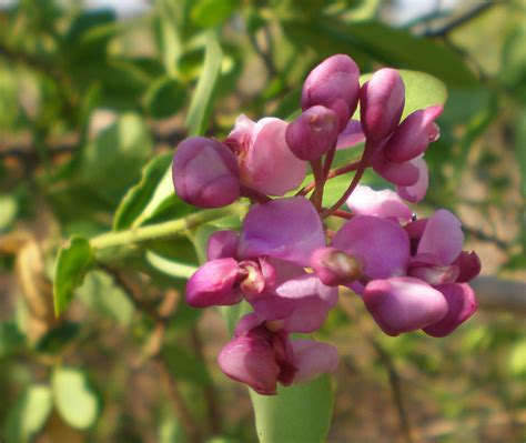 Securidaca Longipedunculata Fresenpolygalaceae Scamperdale Flickr