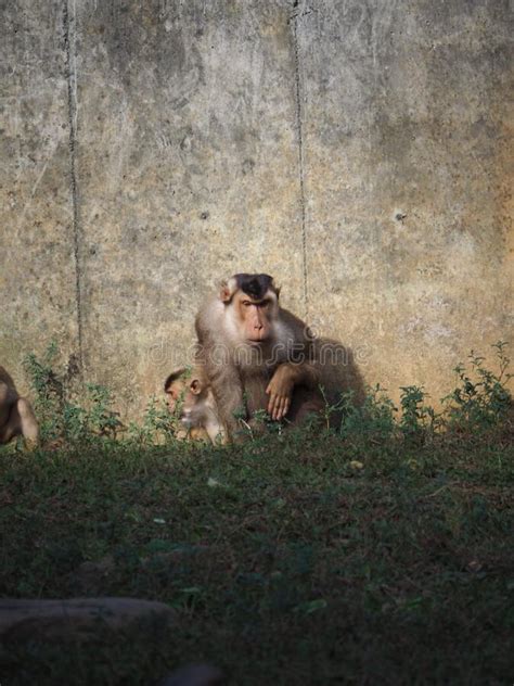 Monkey And Her Young Leaning Against The Wall Stock Photo Image Of
