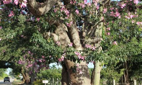 Cuidados Com As árvores Chorisia Speciosa Ceiba Ou Bottle Tree