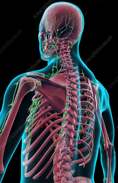 The Lymph Supply Of The Upper Body Stock Image F0015747 Science