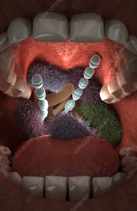 Mouth Bacteria Stock Image F0024403 Science Photo Library