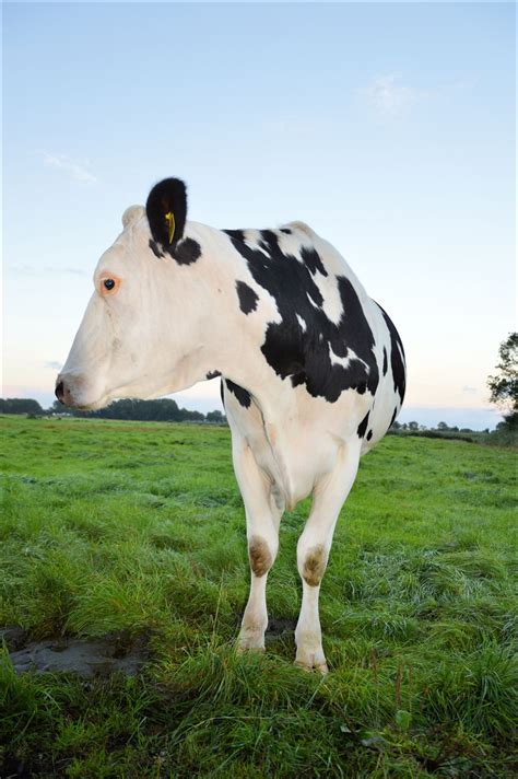 Farm Animals Free Stock Photo - Public Domain Pictures