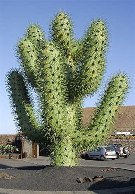 The Exploding Cactus | hubpages