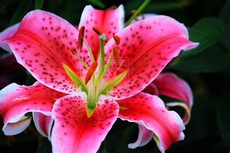 Free Download Stargazer Lily Wallpapers 1600x1067 For Your Desktop