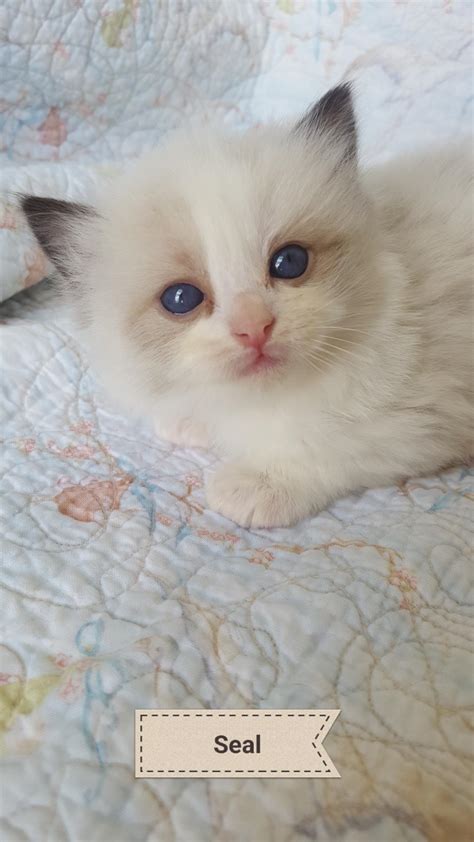 Call today for more information on our precious ragdoll kittens! Ragdoll Kittens for Sale Gulf Coast AL | RockinBlues Rags