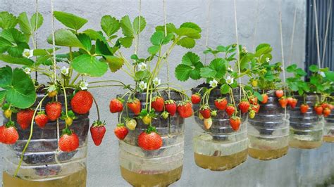 Revealed The Secret To Growing Strawberries Hanging In Plastic Bottles