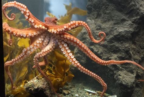 Octopuses See With Their Skin To Camouflage Octopus Octopus Facts