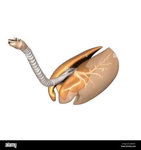 Horse Anatomy Respiratory Lungs Stock Photo Alamy