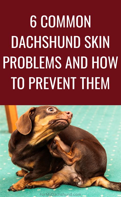 6 Common Dachshund Skin Problems And How To Prevent Them In 2022 Skin