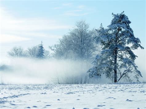 Wallpaper Snow Branch Ice Frost Spruce Fir Freezing Tree