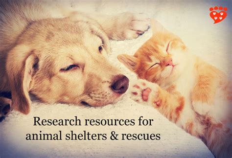 Companion Animal Psychology Research Resources For Animal Shelters And