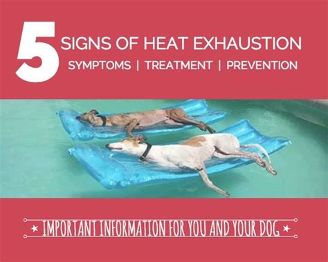 5 Signs Of Heat Exhaustion In Dogs Heat Exhaustion In Dogs Dog