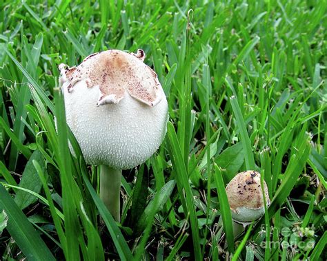 Mushrooms in the Grass Photograph by Marie Dudek Brown