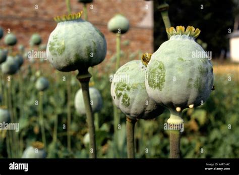 Opium Poppyhead Poppy Seed Drug Drugs Opium Stock Photo Alamy