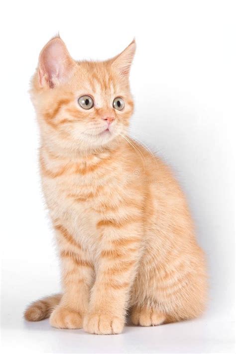 Ginger Tabby Kitten Stock Photo Image Of Breed Feline 118141242