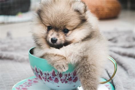 We did not find results for: What is a teacup dog? - The Puppy Store Las Vegas
