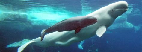 All About Beluga Whales Birth And Care Of Young Seaworld Parks
