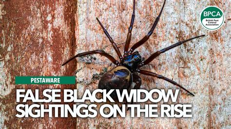 False Black Widow Sightings On The Rise