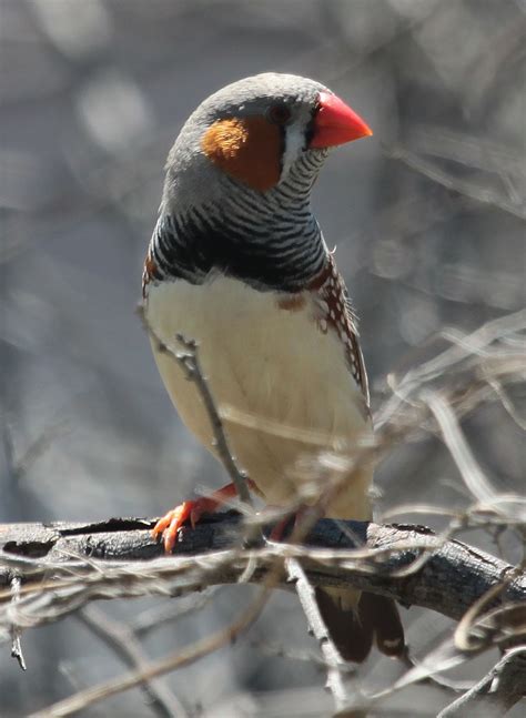Richard Waring's Birds of Australia: Zebra Finch photos