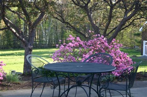 Flowering Bushes Bring Color To The Patio At Chesterfield Inn In West