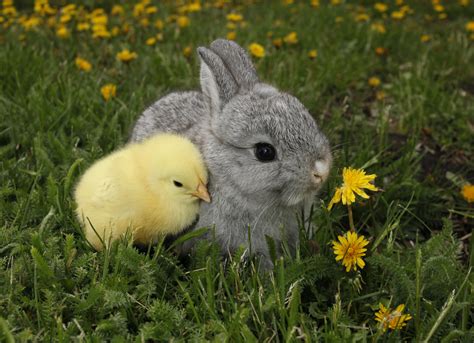 Special Precautions For Raising Rabbits And Chickens Together Animals