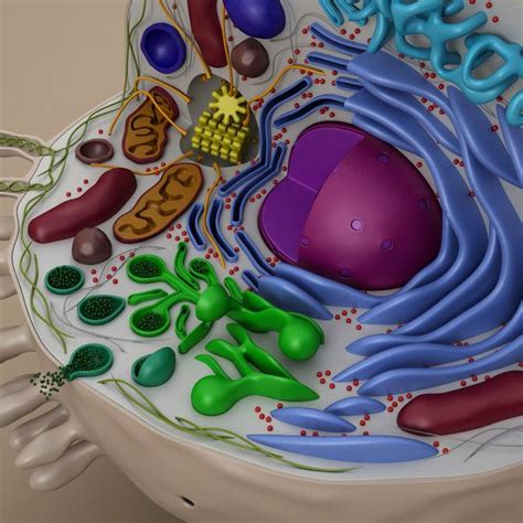 Cell Animal 3d Model En 2020 Célula Animal Proyecto Célula Animal