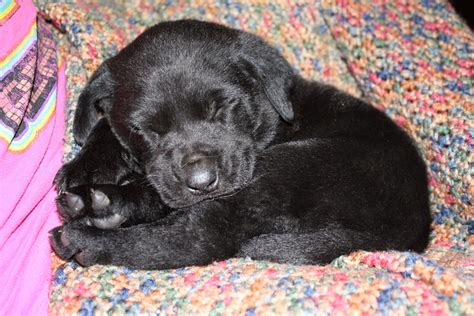 Our Adorable Puppy A Baby Black Lab Named Buddy Black Lab Names Labs
